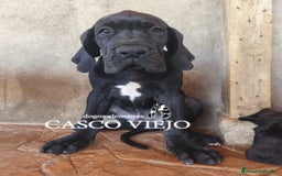 Dogo Alemán perros en venta: Cachorros de Dogo Alemán - Imagen 22
