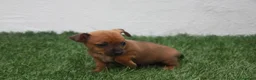 Raza Mixta perros en venta: Minijack  - Anuncio 22