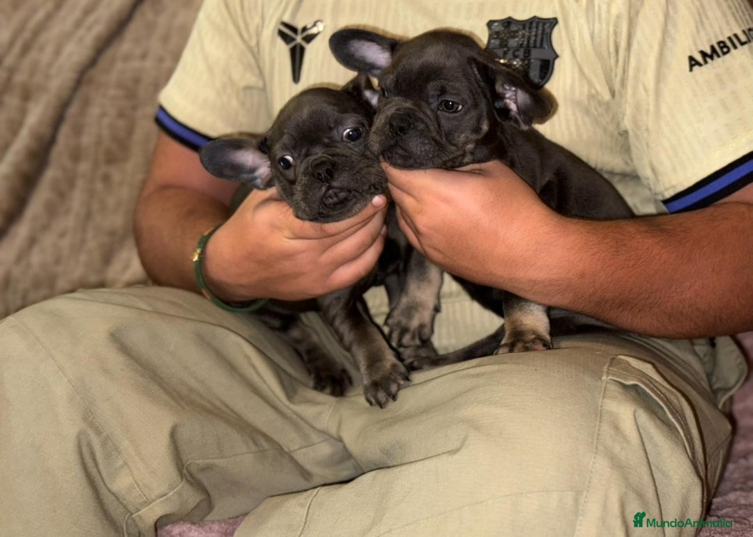 Bulldog Francés perros en venta: Bulldog francés Blue tan M y H - Anuncio 7