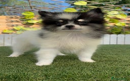 Pomerania perros en venta: POMERANIA MACHO ENVIOS A TODA ESPAÑA - Imagen 23