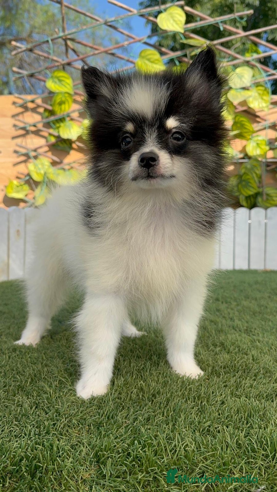 Pomerania perros en venta: POMERANIA MACHO ENVIOS A TODA ESPAÑA - Imagen 23