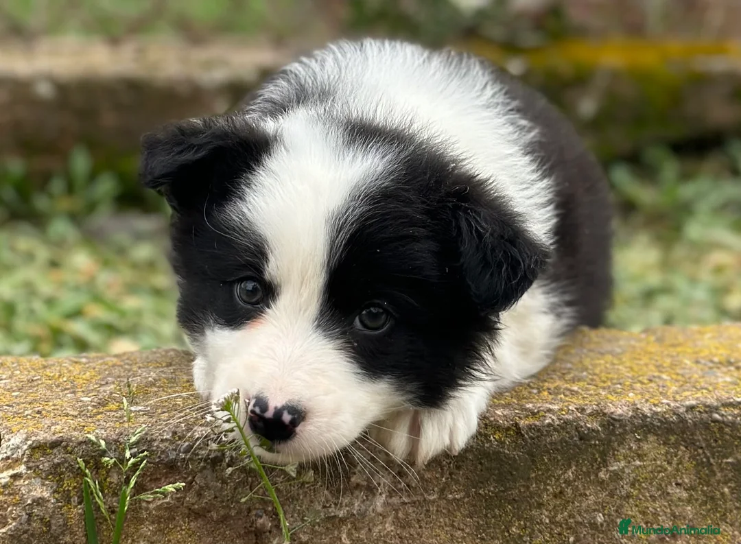 Border Collie perros en venta: BORDER COLLIE BICOLOR NACIONAL en Barcelona - Anuncio 3