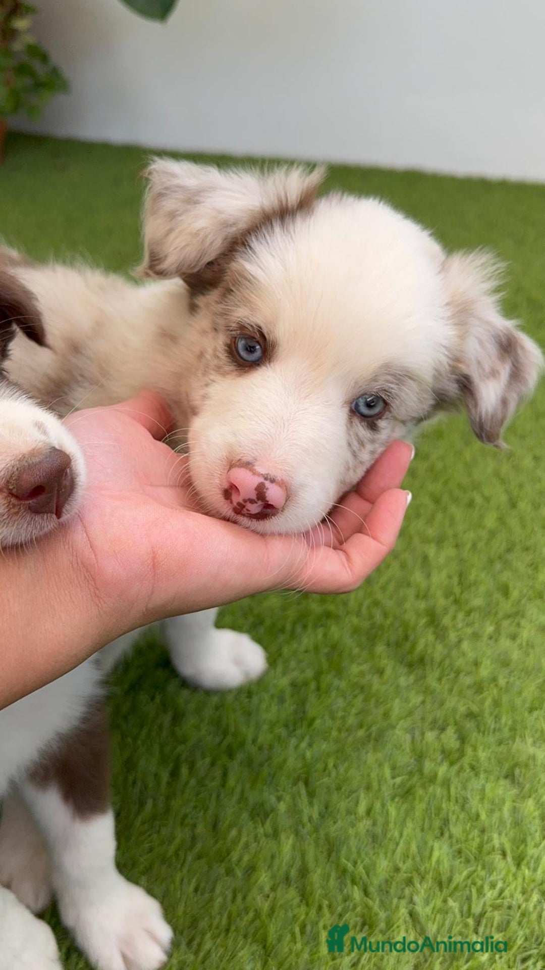 Border Collie perros en venta: BORDER COLLIE MERLE MACHO - Imagen 2