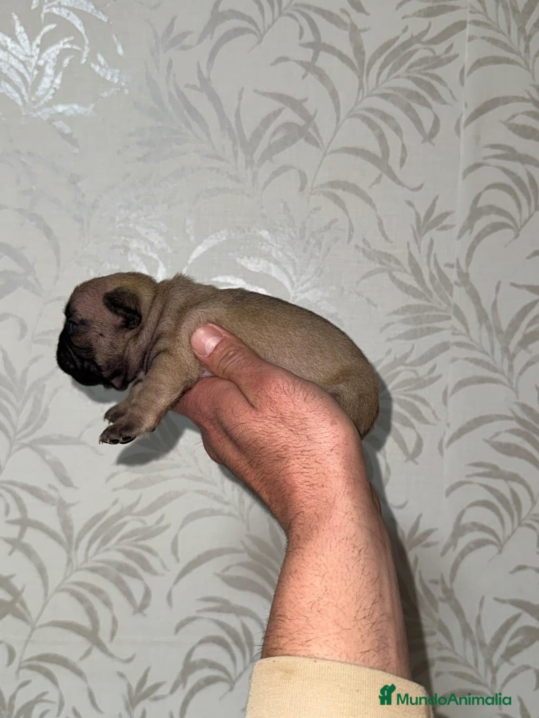 Bulldog Francés perros en venta: Bulldog francés espectacular morfología  - Anuncio 7