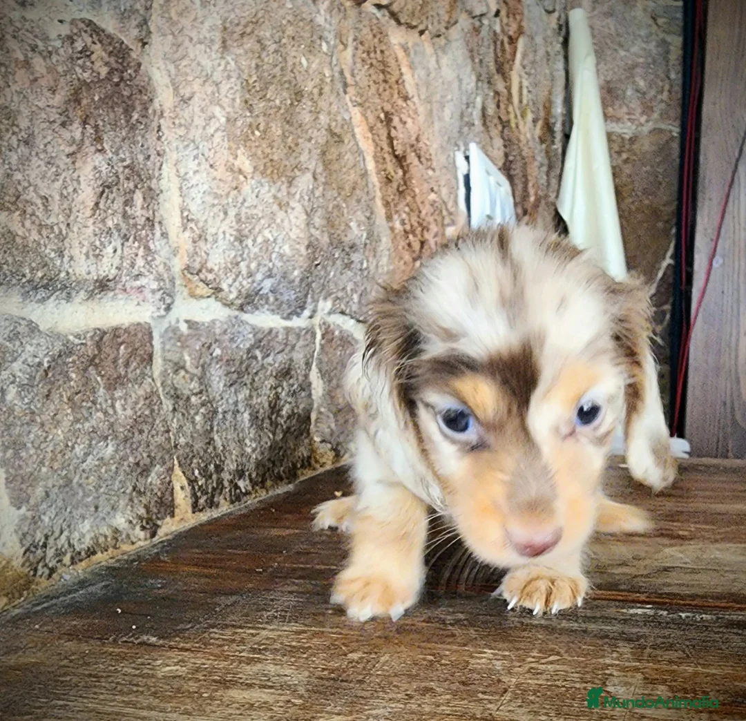 Teckel perros en venta: Teckel kanichen pelo largo precio real - Anuncio 2