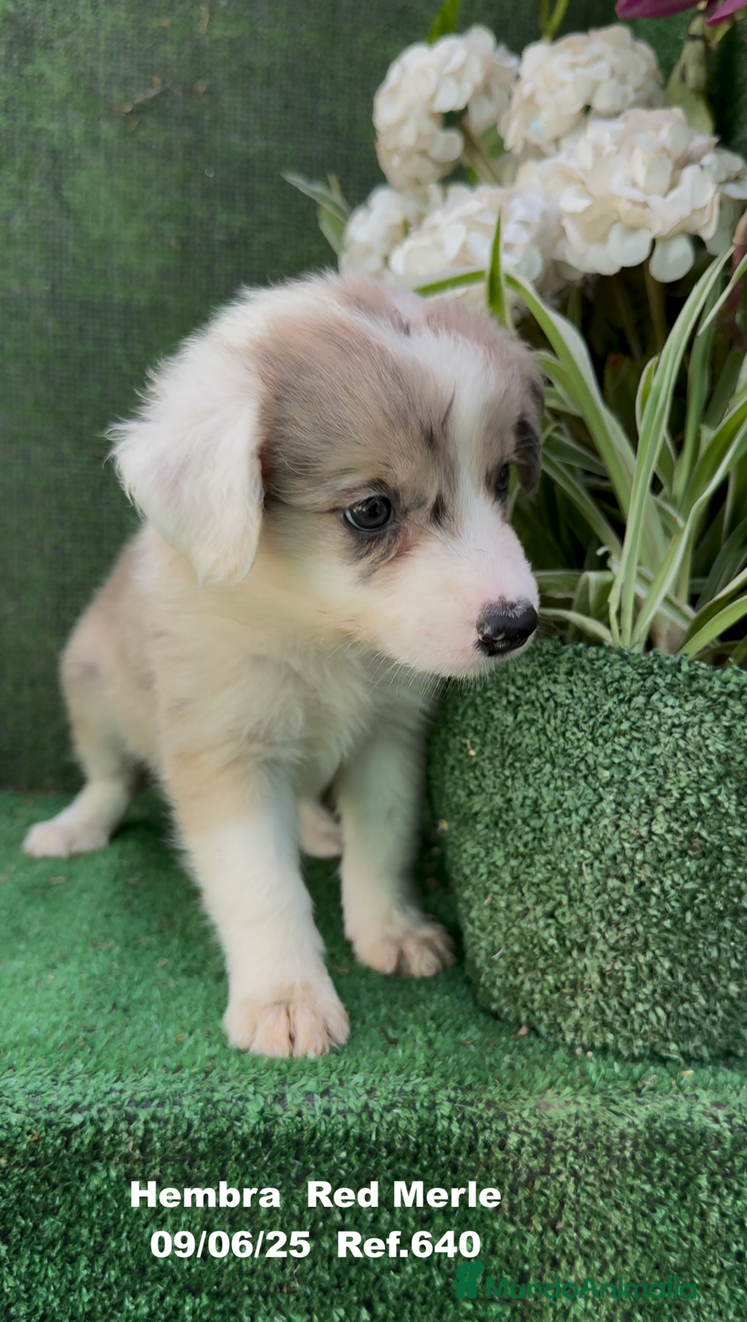 Border Collie perros en venta: BORDER COLLIE DE VILLA BIZNAGA - Imagen 2
