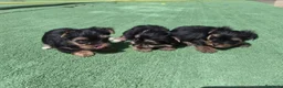 Yorkshire Terrier perros en venta: Cachorros de Yorkshire - Anuncio 4