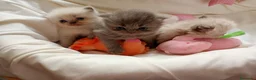 Persa gatos en venta: Gatitos persa y malayo - Anuncio 15