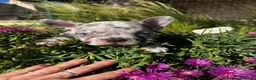 Bulldog Francés perros en venta: Bulldog francés  - Anuncio 10