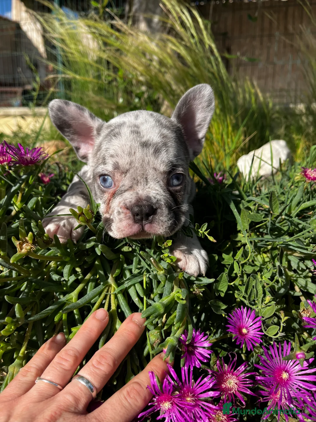 Bulldog Francés perros en venta: Bulldog francés  - Anuncio 10