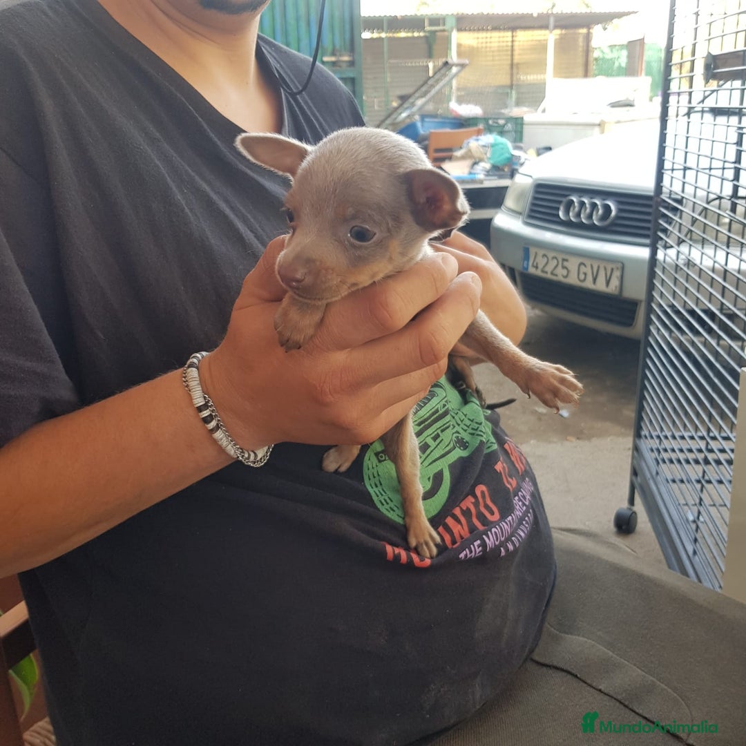 Ratón de Praga perros en venta: Raton de Praga  - Anuncio 7