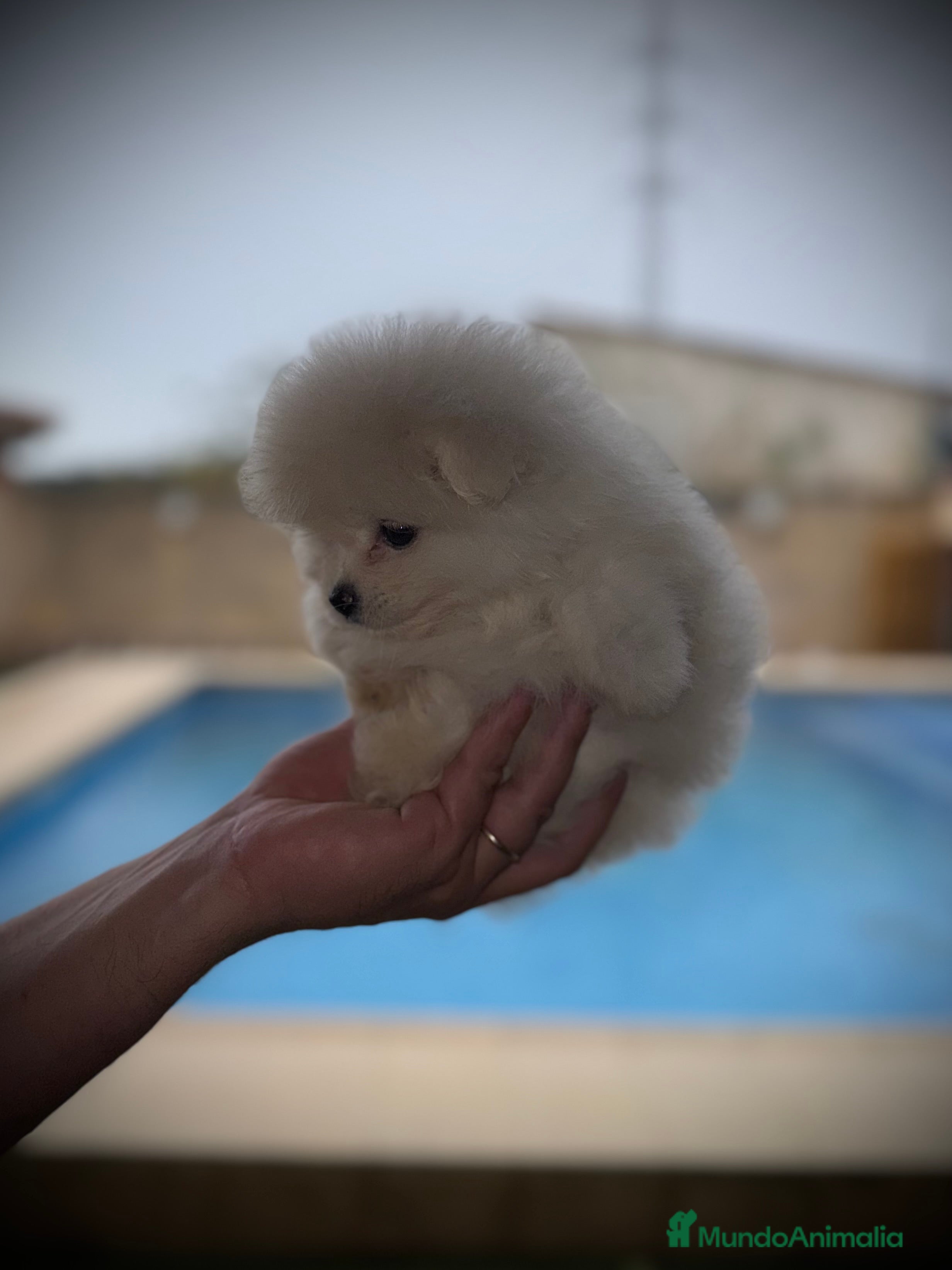 Pomerania perros Pomerania toy - Anuncio 1