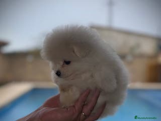 Pomerania perros Pomerania toy - Anuncio 1