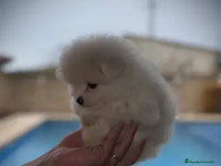Pomerania perros Pomerania toy - Anuncio 1