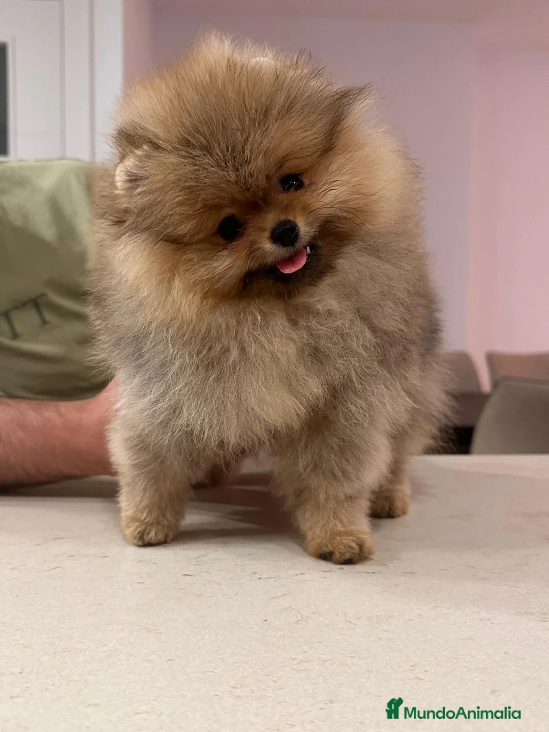Pomerania perros en venta: BEBES POMERANIA  en Málaga - Anuncio 5