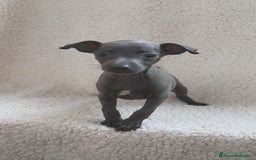 Pequeño Lebrel Italiano perros en venta: Pequeño lebrel Italiano  - Imagen 6