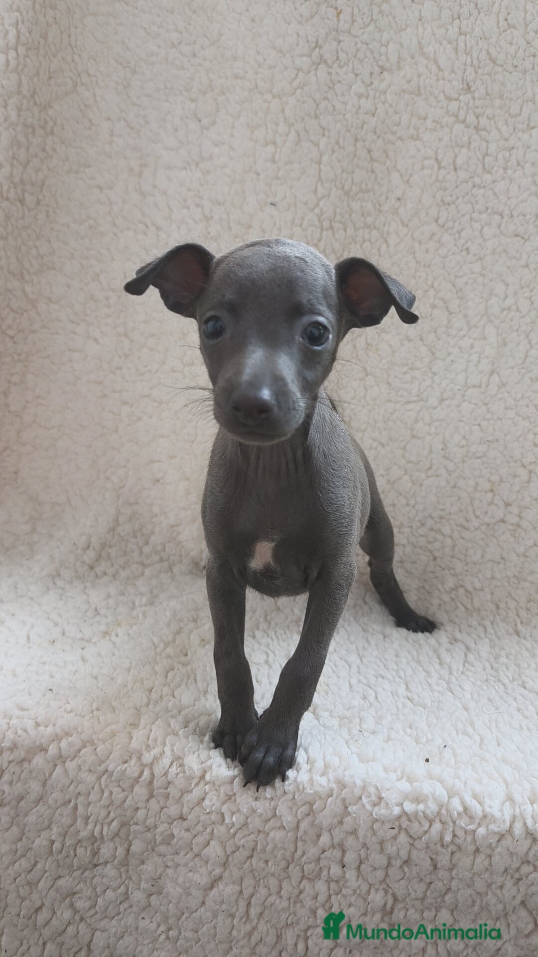Pequeño Lebrel Italiano perros en venta: Pequeño lebrel Italiano  - Imagen 6