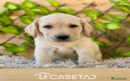 Labrador Retriever perros en venta: Camada de Helena  - Imagen 4