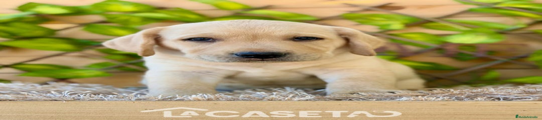 Labrador Retriever Cachorro 3496