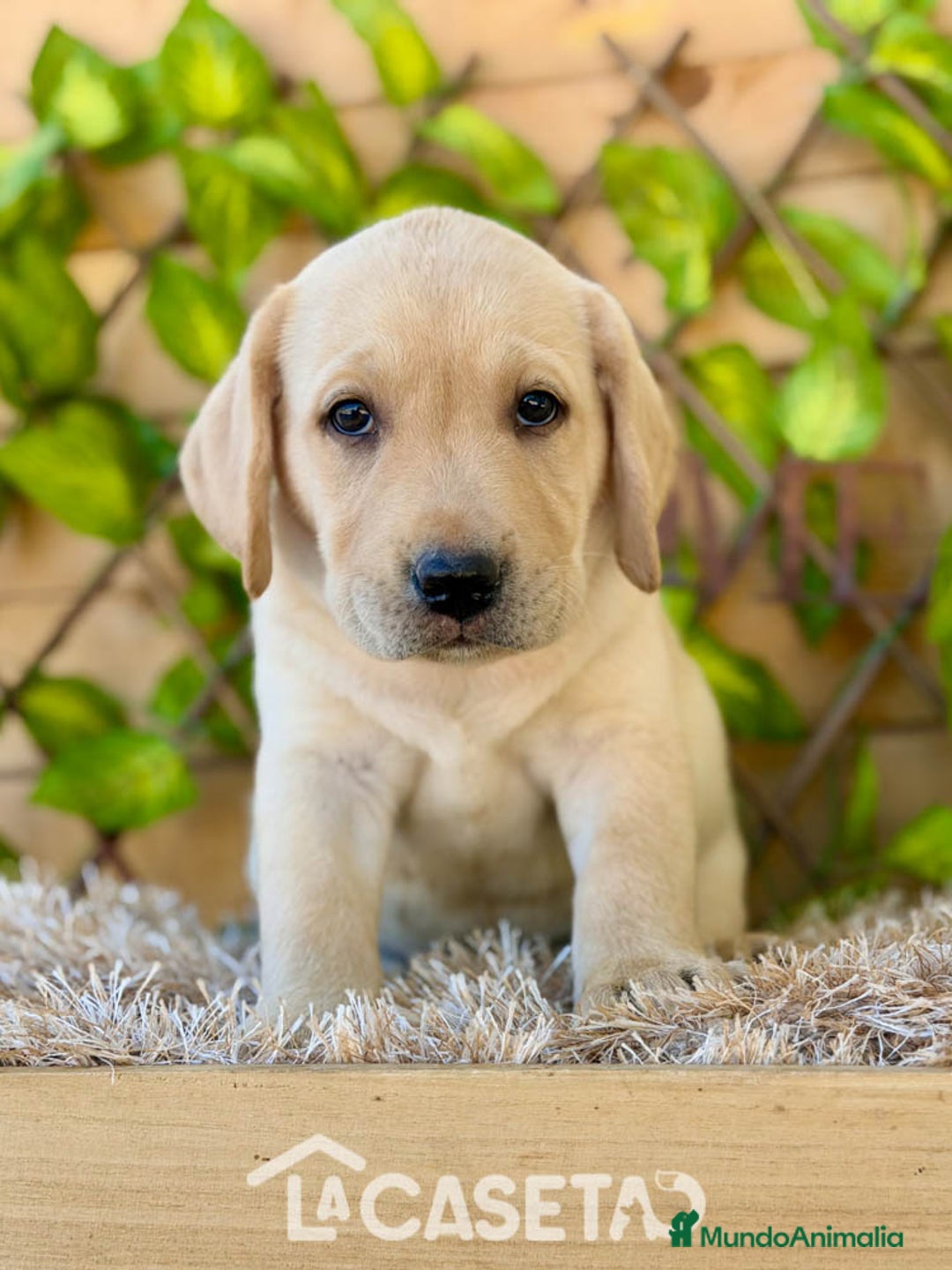 Labrador Retriever perros en venta: Camada de Helena  - Imagen 4
