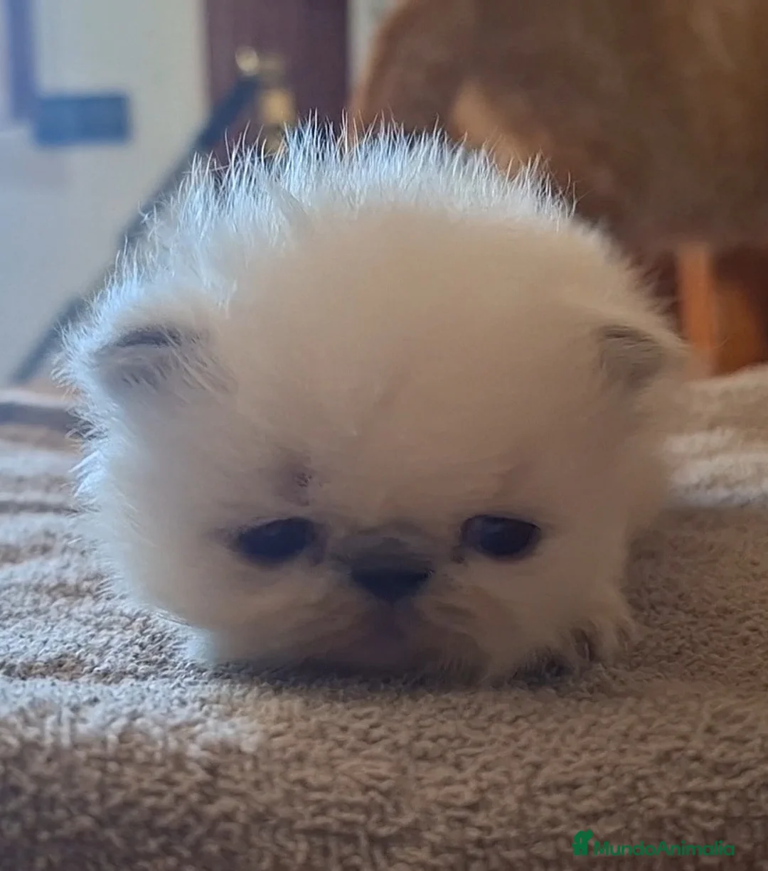 Persa gatos en venta: Persas mallorca - Anuncio 2
