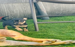 Chihuahua perros en venta: Chihuahuas  - Imagen 5