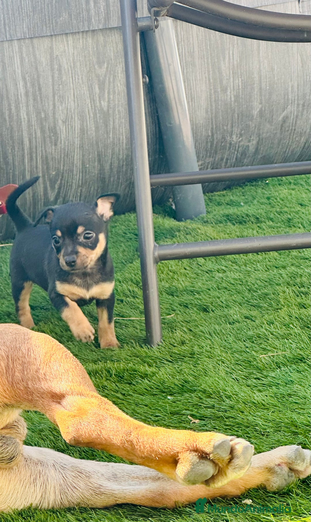 Chihuahua perros en venta: Chihuahuas  - Imagen 5