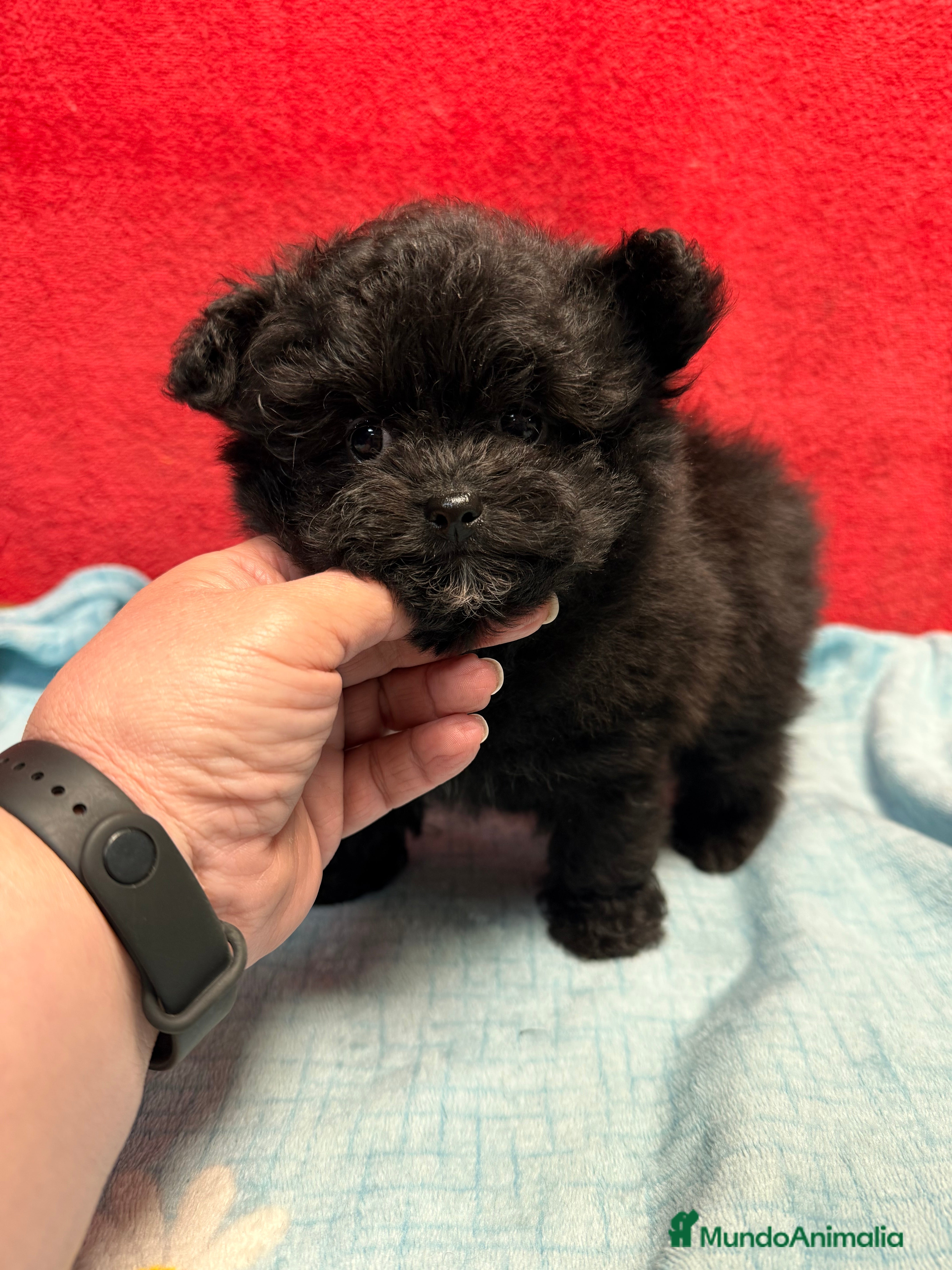 Raza Mixta perros Pomapoo Hembrita negra!!  - Anuncio 1