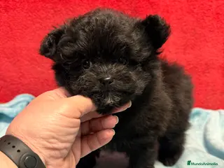 Raza Mixta perros Pomapoo Hembrita negra!! - Anuncio 1