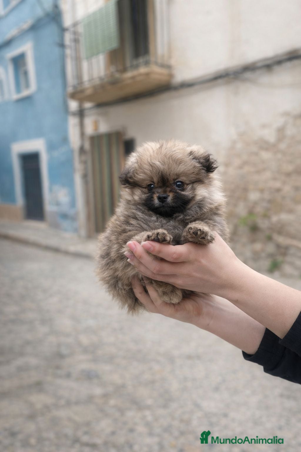 Pomerania perros Pomerania mini peluches  - Anuncio 3