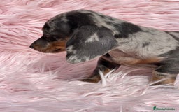 Teckel Miniatura perros en venta: Teckel arlequín Kaninchen   - Imagen 3
