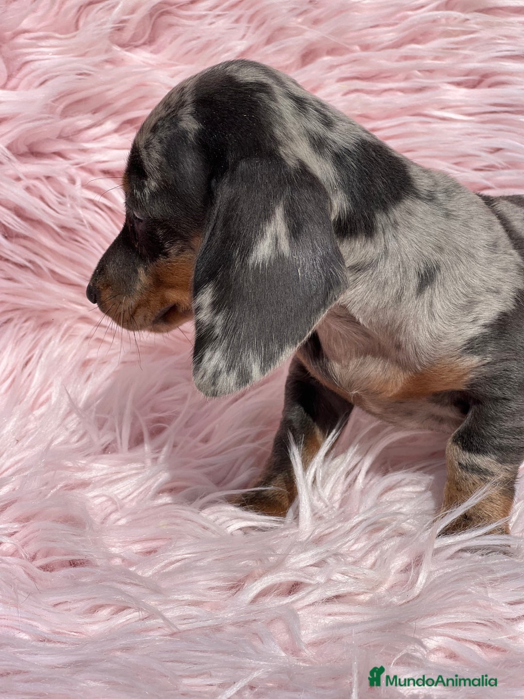 Teckel Miniatura perros en venta: Teckel arlequín Kaninchen   - Imagen 3