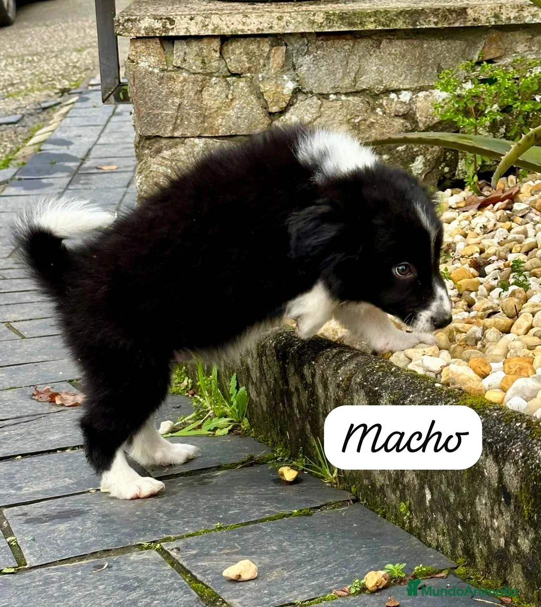 Border Collie perros en venta: Border collie - Anuncio 2