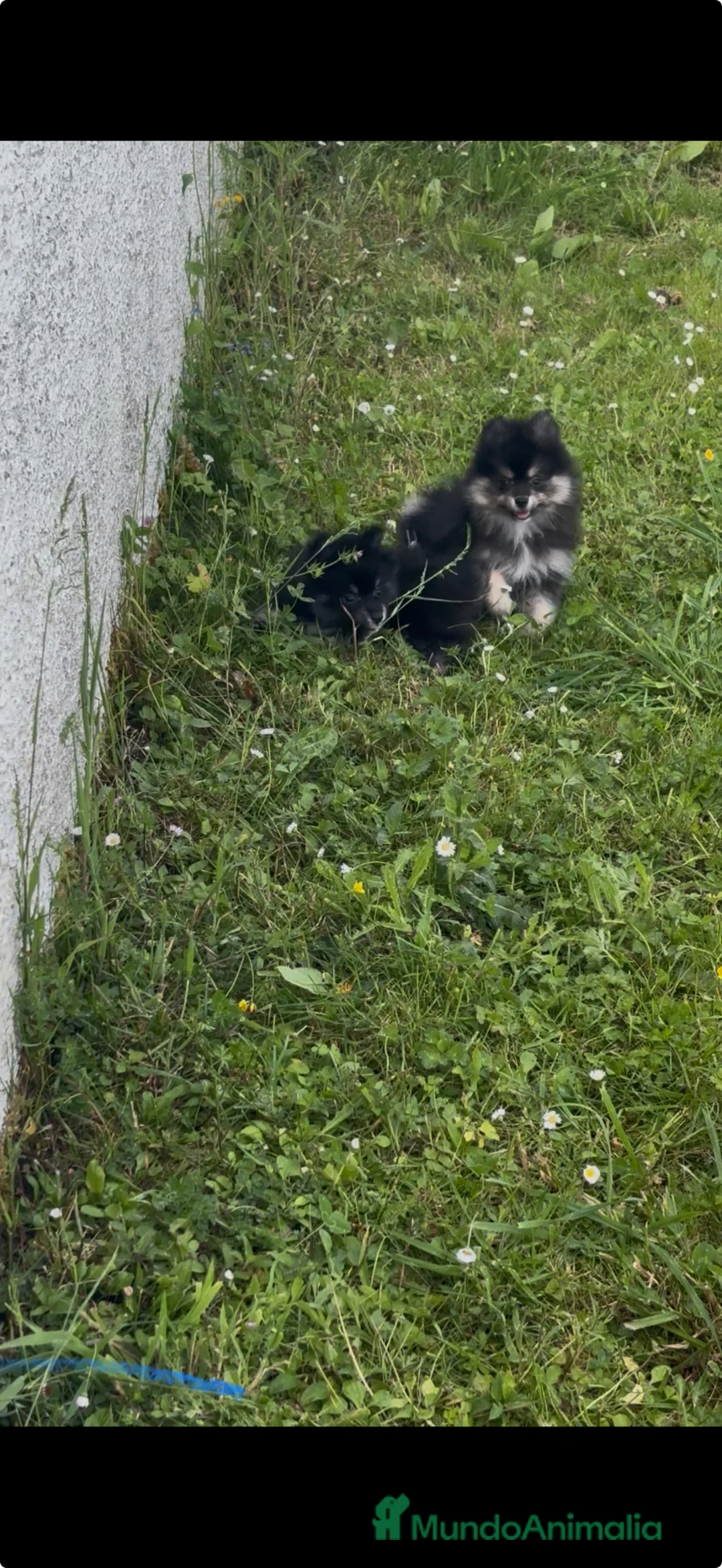 Pomerania perros en venta: pomerania  - Anuncio 1