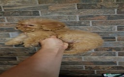 Caniche Toy perros en venta: HEMBRA CANICHE TOY APRICOT  - Imagen 3
