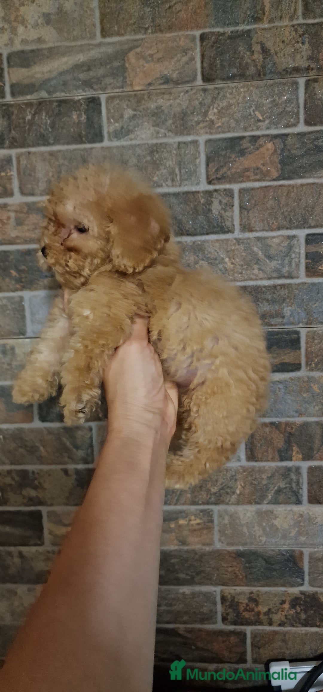 Caniche Toy perros en venta: HEMBRA CANICHE TOY APRICOT  - Imagen 3