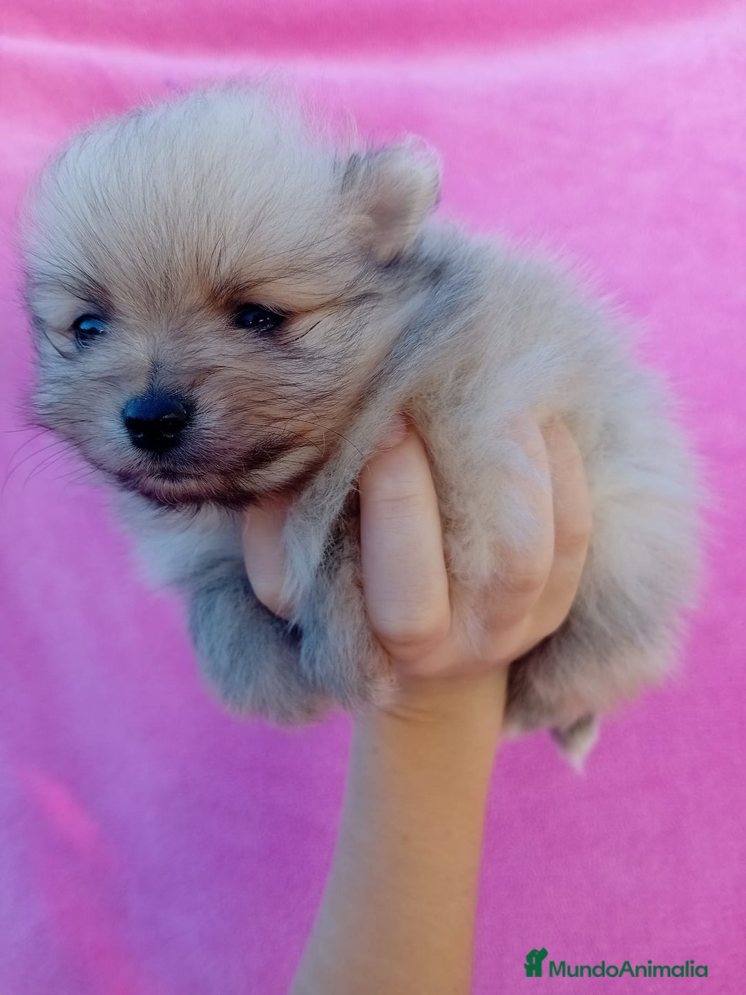 Pomerania perros en venta: Lulú de pomerania precio real - Anuncio 9