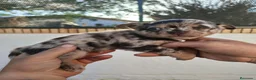 Chihuahua perros en venta: Chihuahua - Anuncio 2