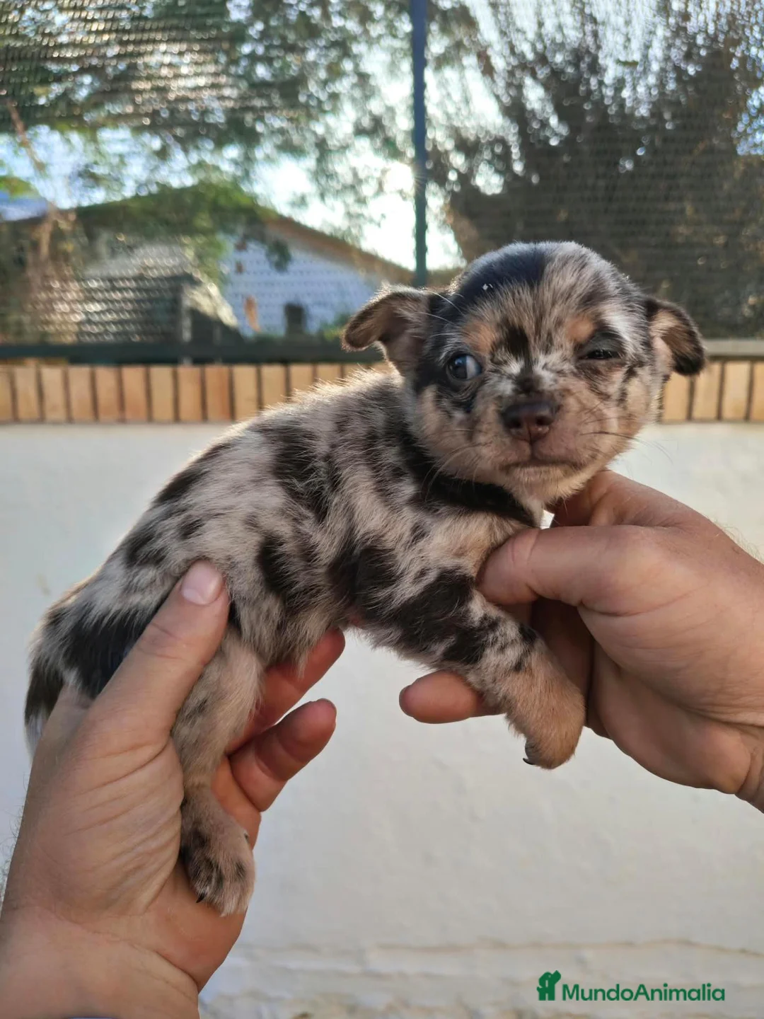 Chihuahua perros en venta: Chihuahua - Anuncio 2