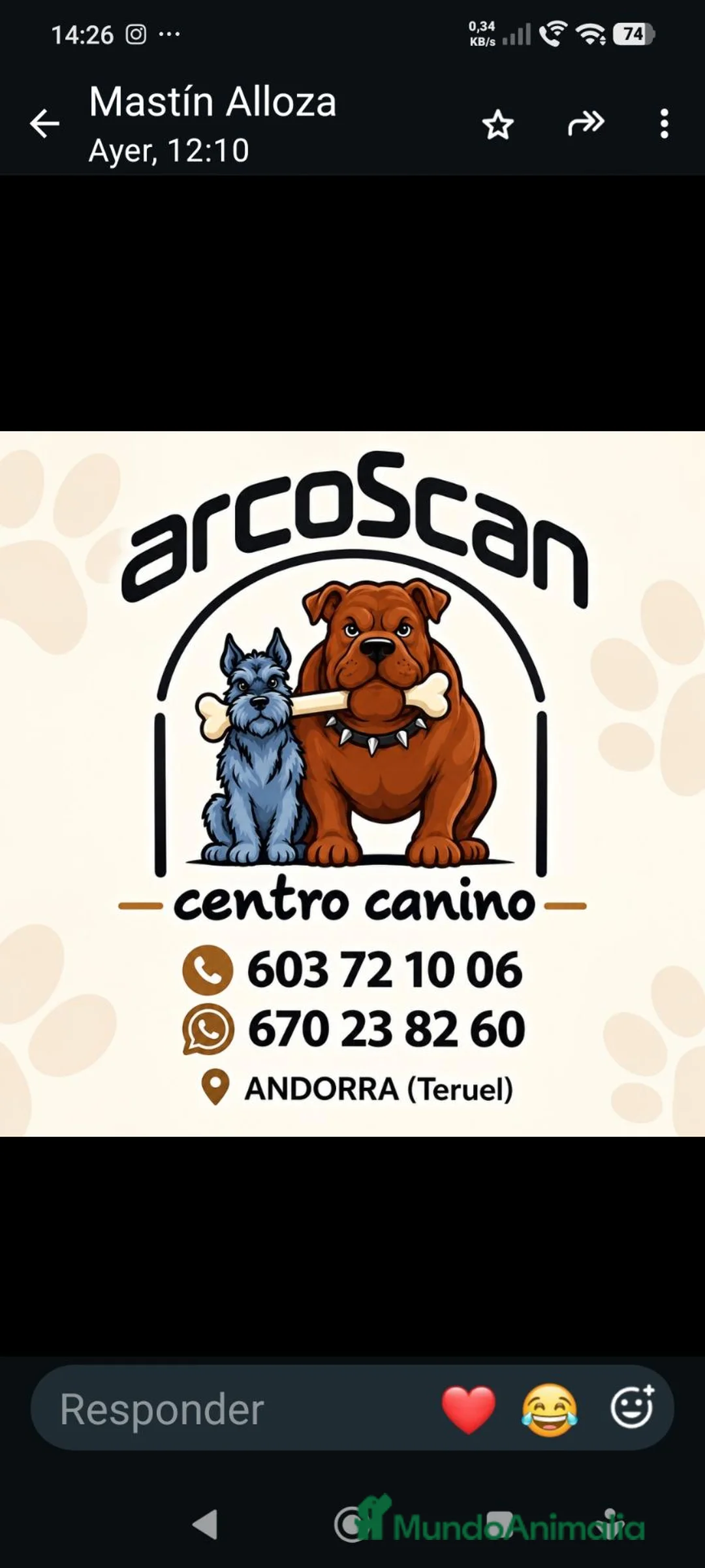 Pinscher Alemán perros en venta: Pinscher mini - Anuncio 5