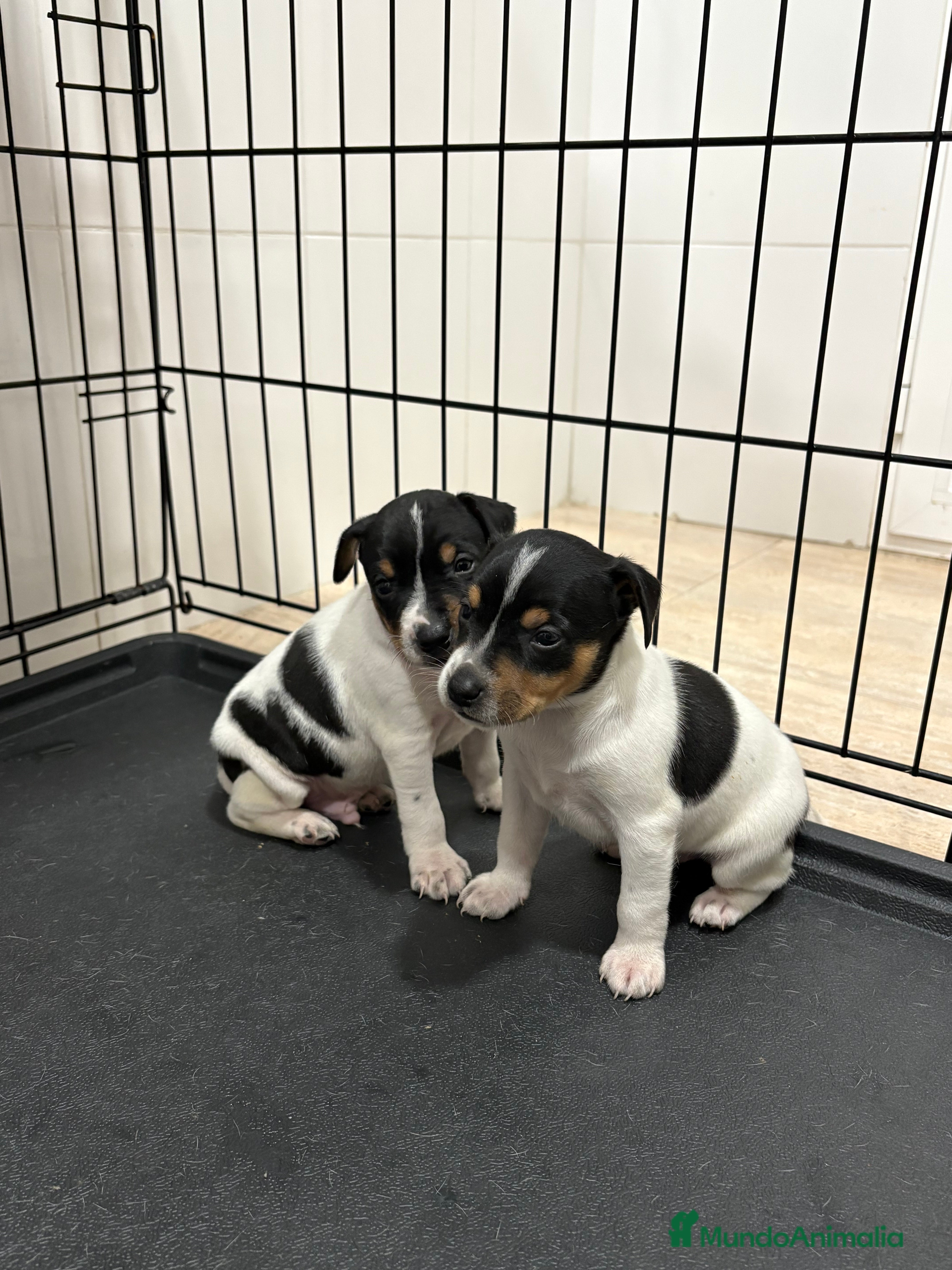 Gos Rater Valencià perros Cachorros ratonero valenciano gran calidad  - Anuncio 1