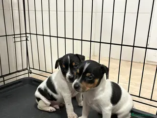 Gos Rater Valencià perros Cachorros ratonero valenciano gran calidad - Anuncio 1