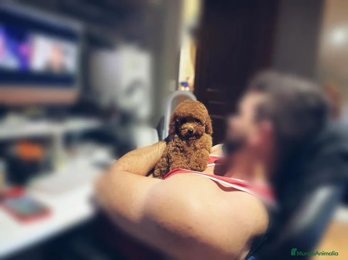 Imagen de galería {{count}}