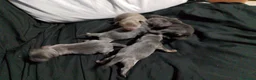 Raza Mixta perros en venta: Chipim azules y lilac - Anuncio 13