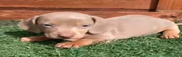 Teckel Miniatura perros en venta: Teckel kaninchen  - Anuncio 2