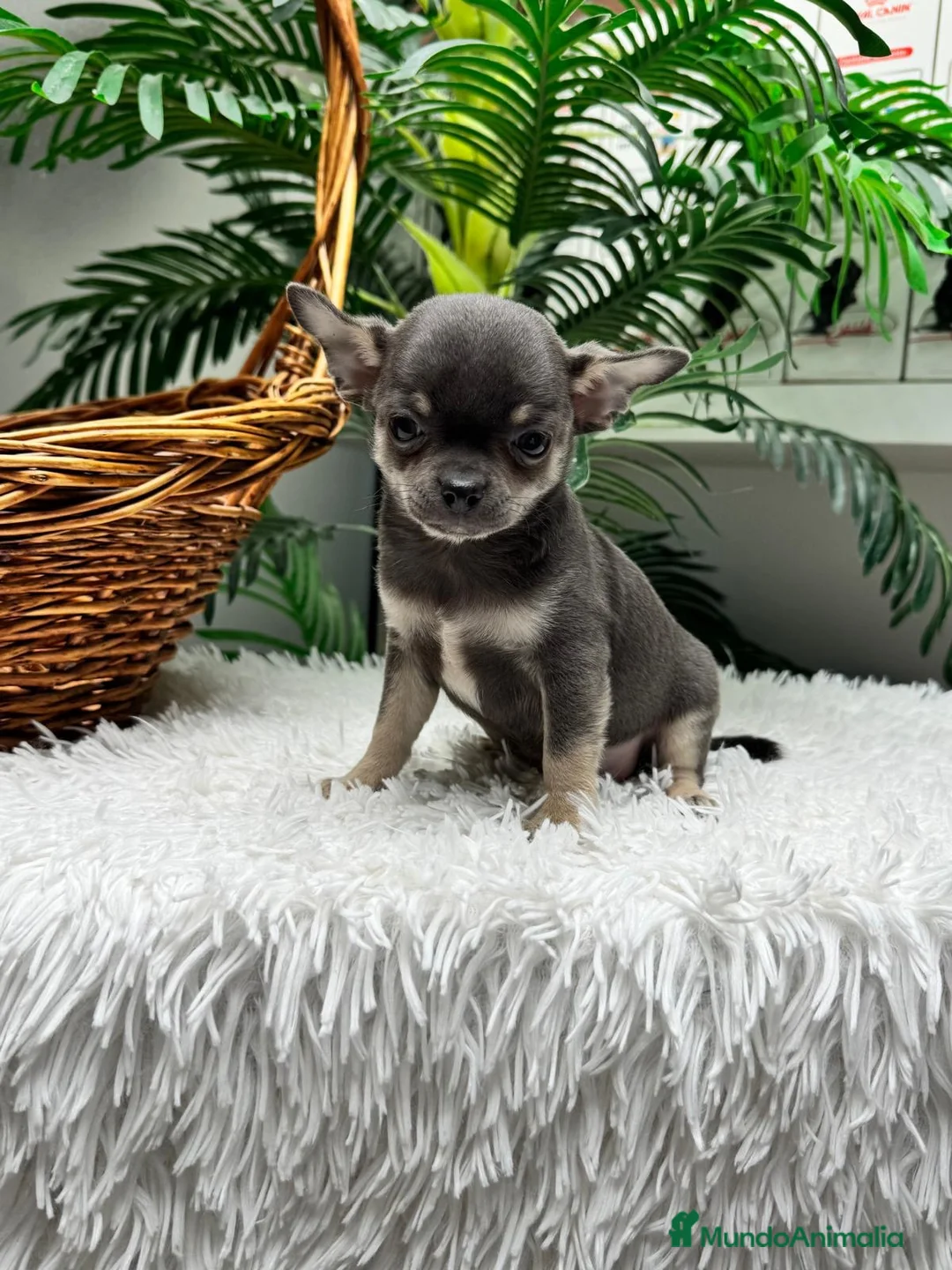 Chihuahua perros en venta: CHIHUAHUA BLUE - Anuncio 17