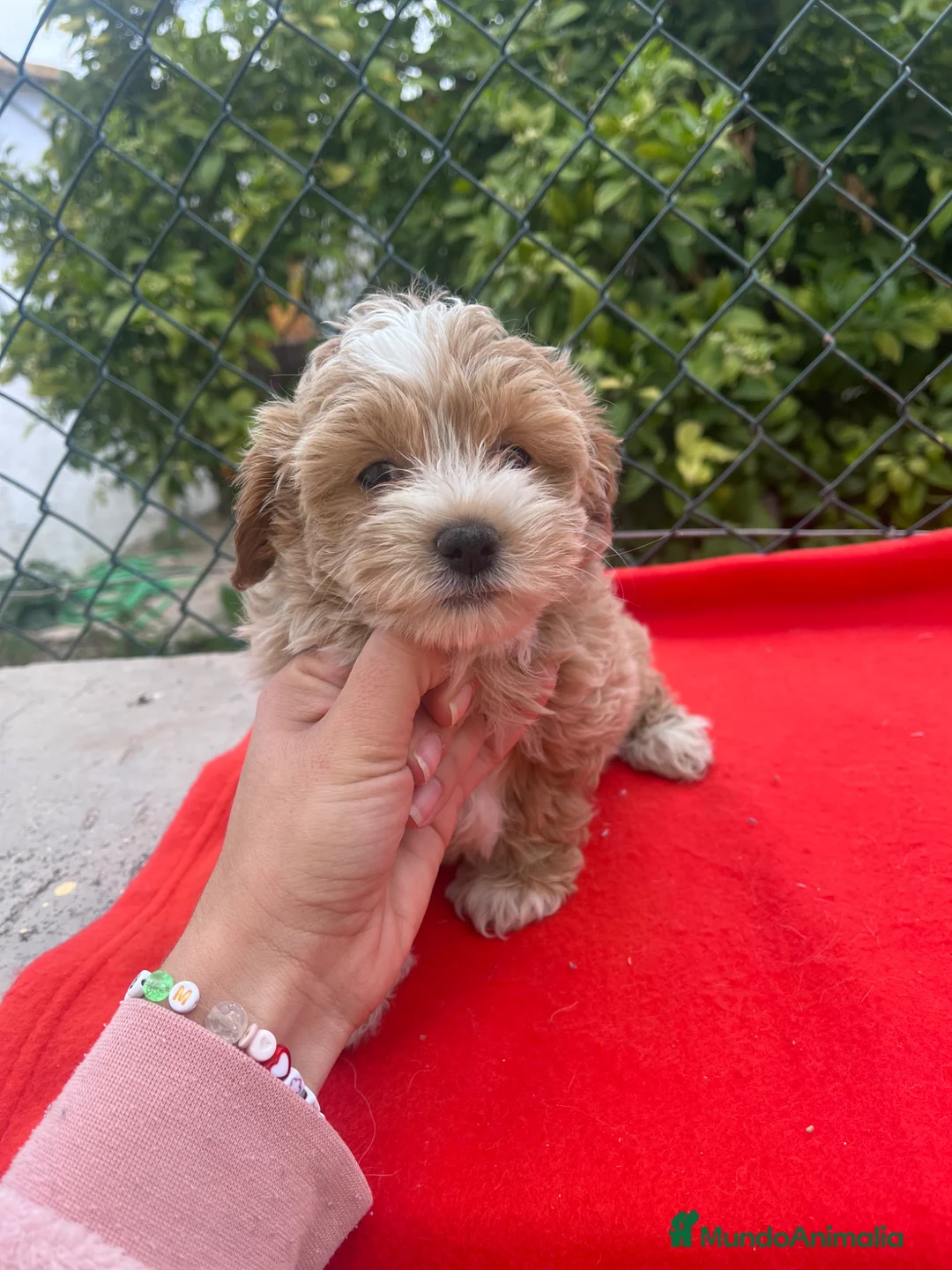 Maltipoo perros en venta: PRECIOSOS EJEMPLARES DE MALTIPOO - Anuncio 7