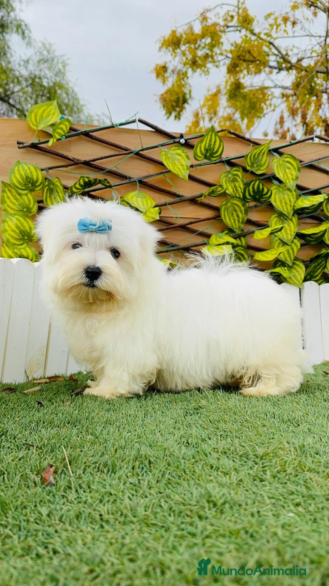 Bichón Maltés perros en venta: BICHON MALTES MACHO - Anuncio 1