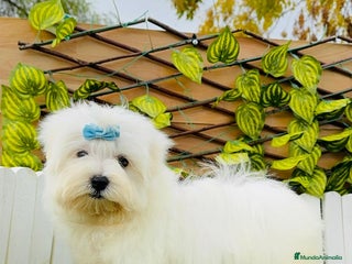 Bichón Maltés perros BICHON MALTES MACHO - Anuncio 1