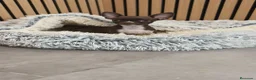 Chihuahua perros en venta: Chihuahua Toy  - Anuncio 7